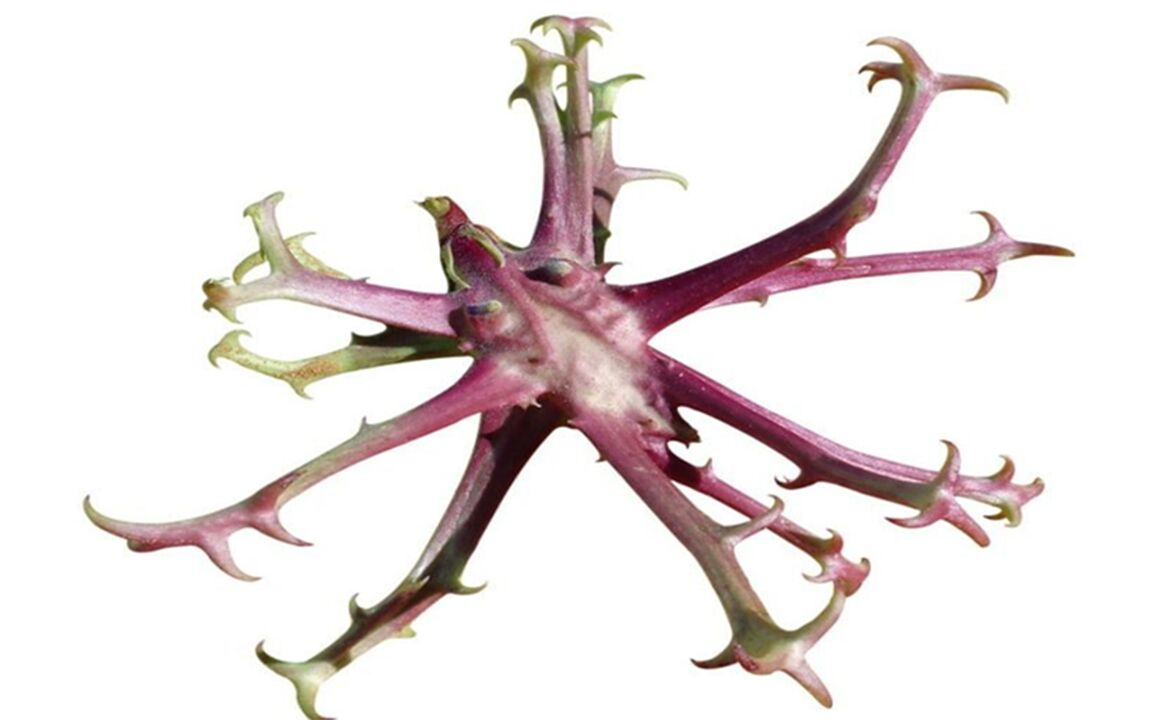 Extracting the claws of the devil in ZXCVNMQWERT